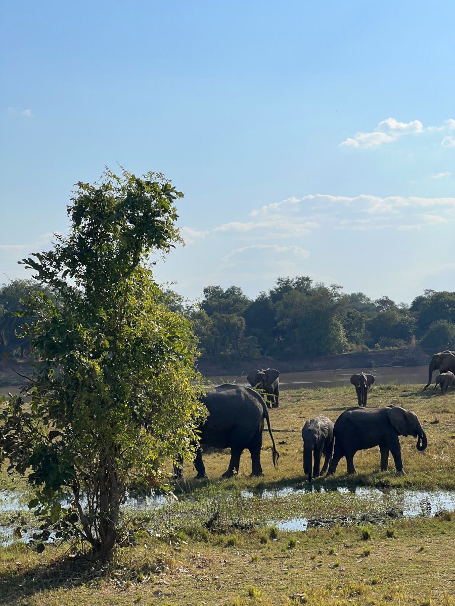 Chikunto Safari Lodge en Luangwa Valley