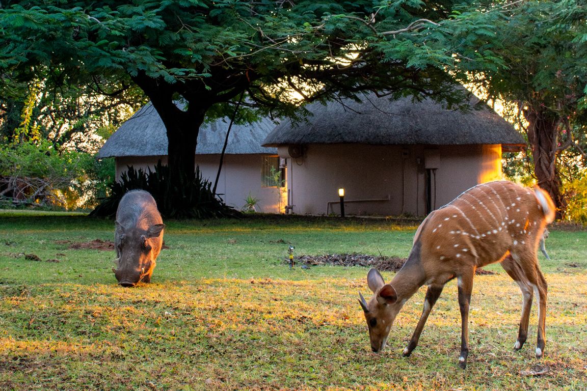 Chobe Bush Lodge en Chobe