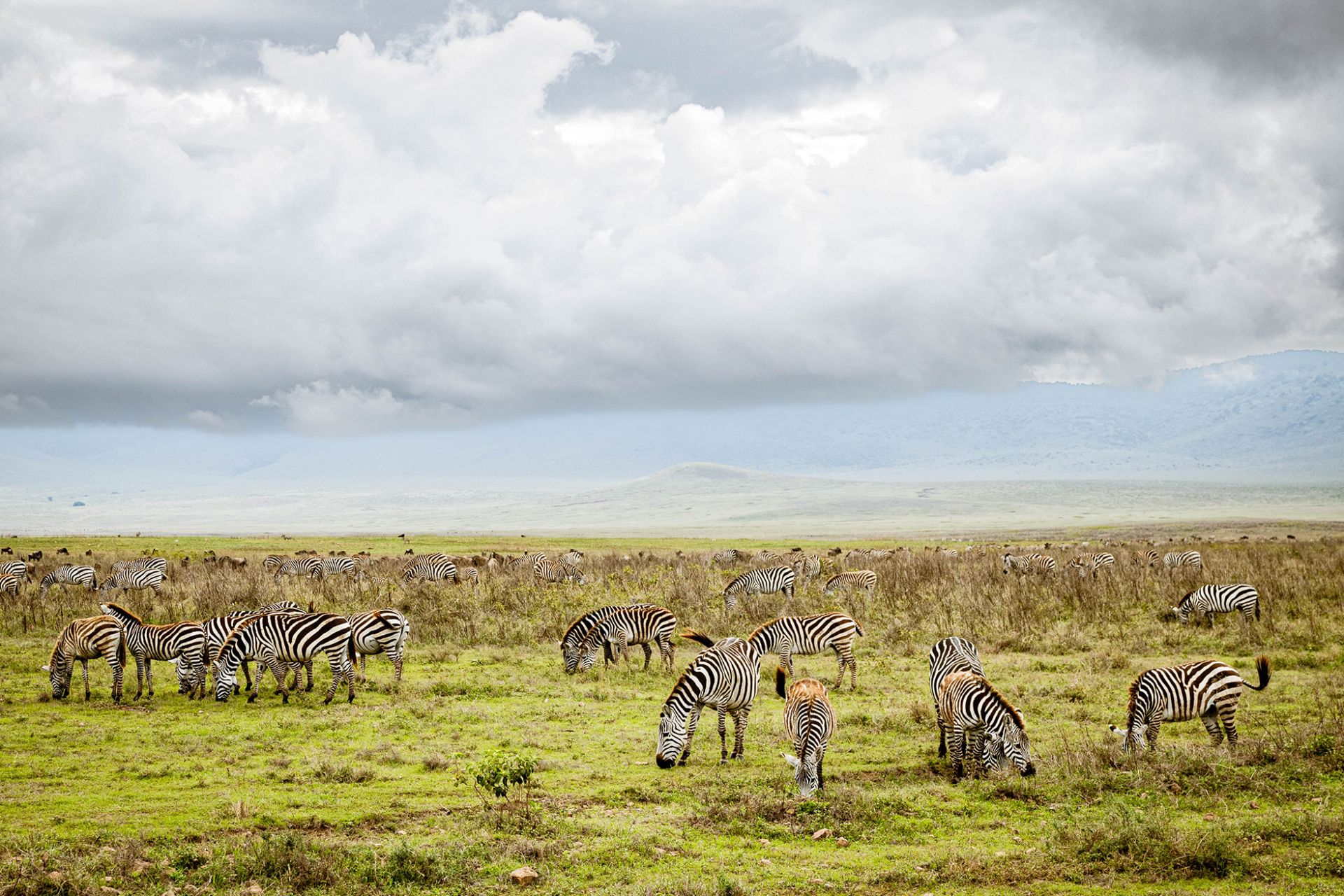 The wilderness collection experiences wildnerness safaris