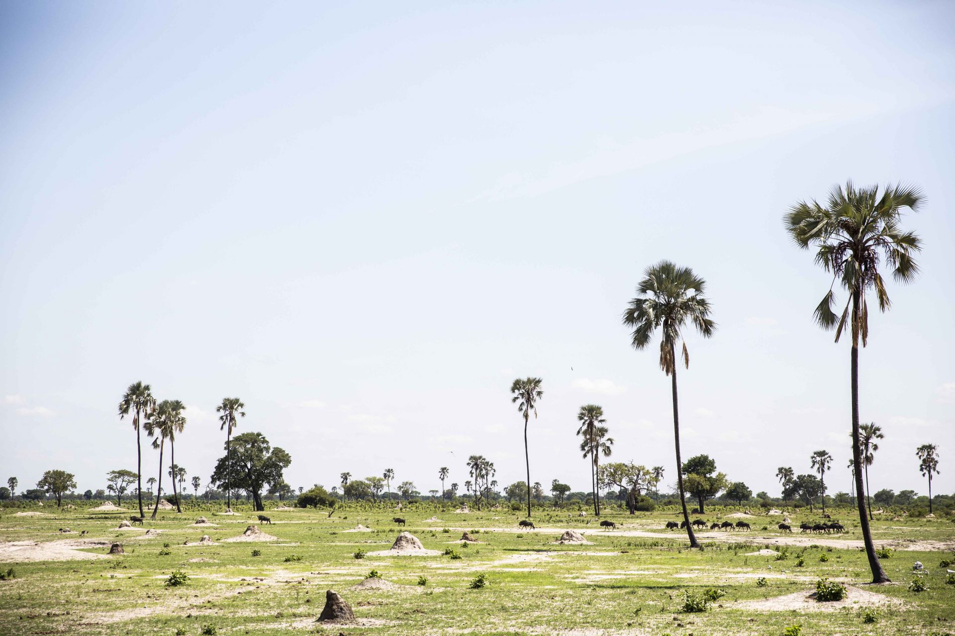Davison's Camp en Hwange