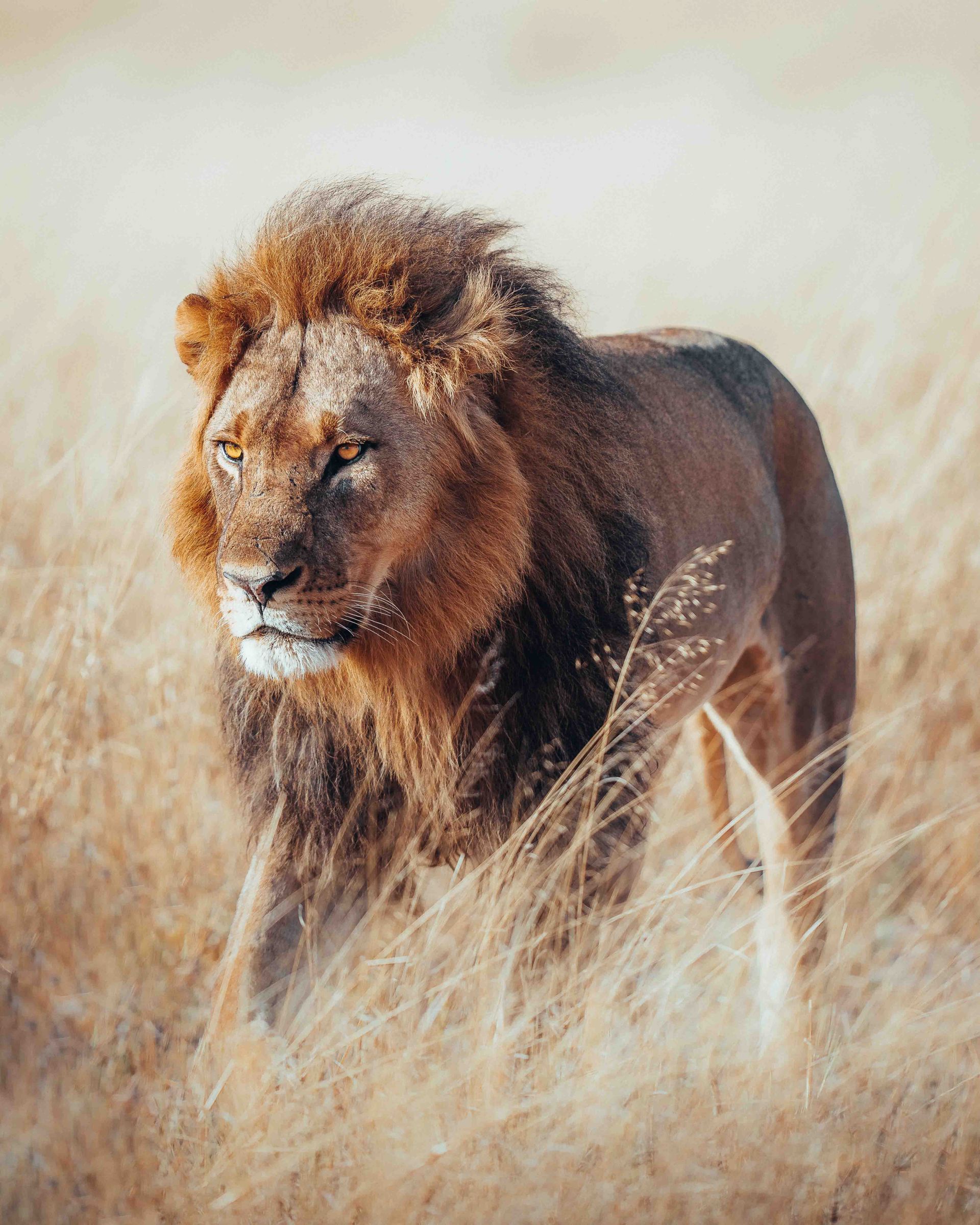 Davison's Camp en Hwange