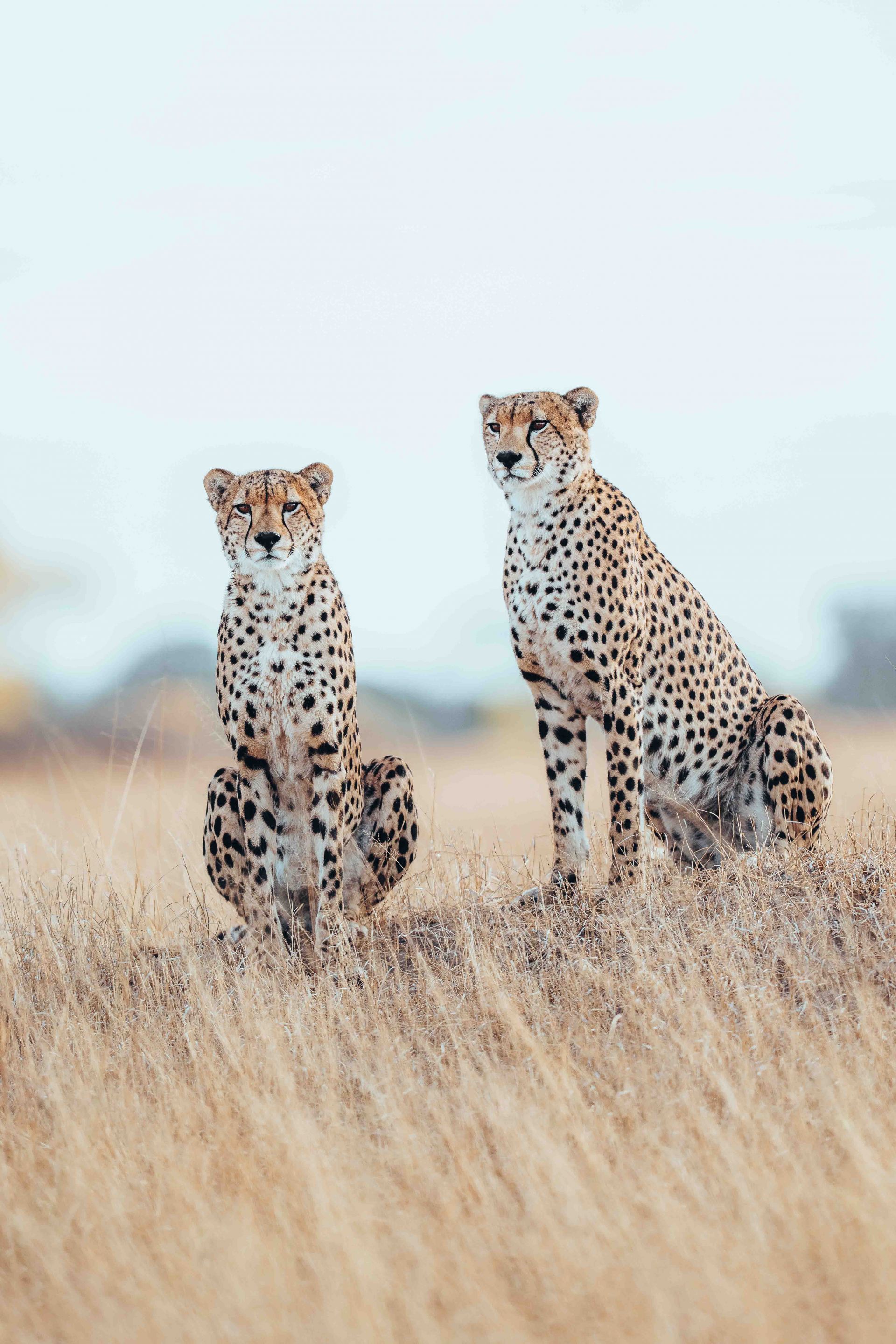Davison's Camp en Hwange