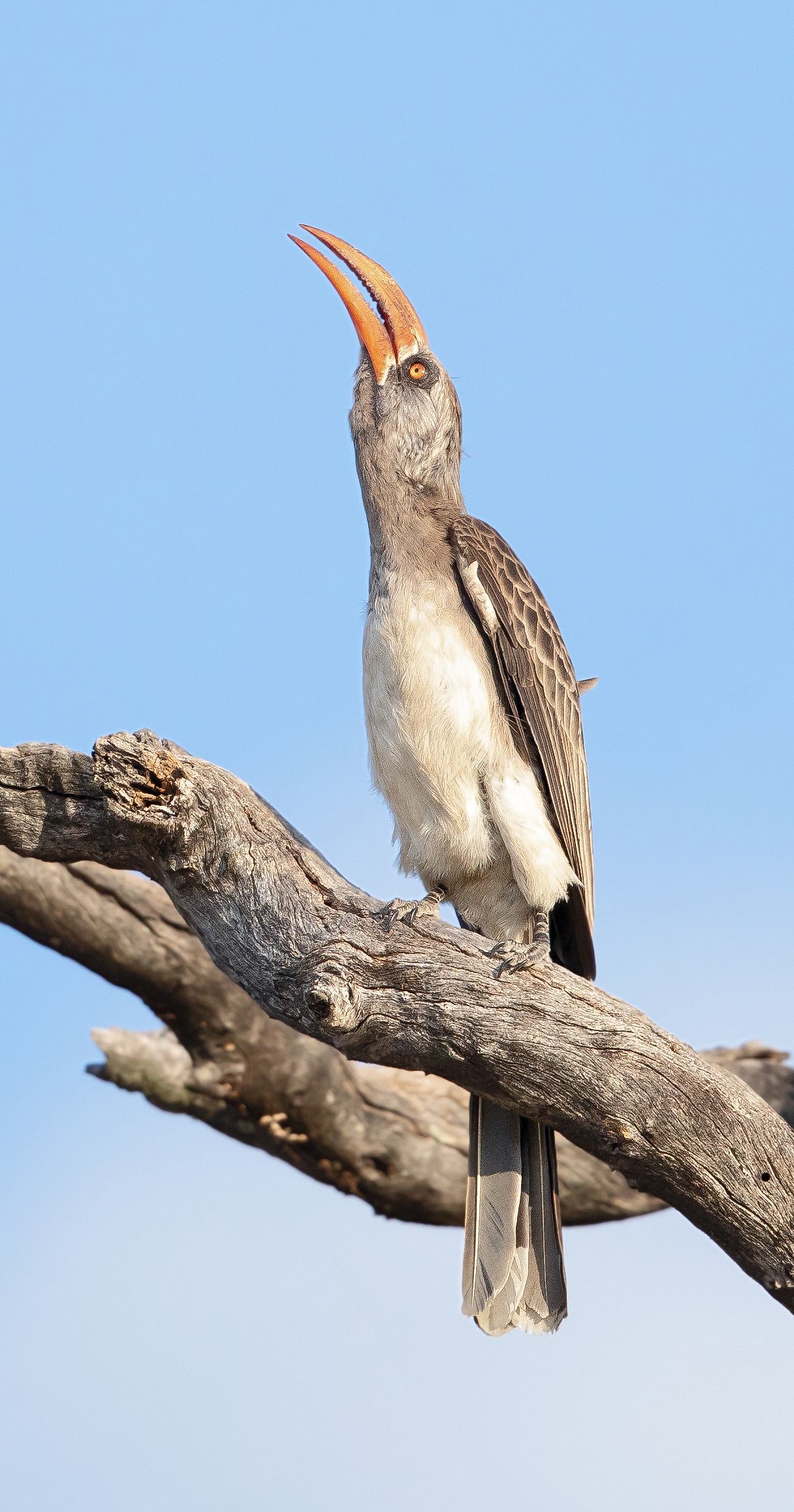Davison's Camp en Hwange