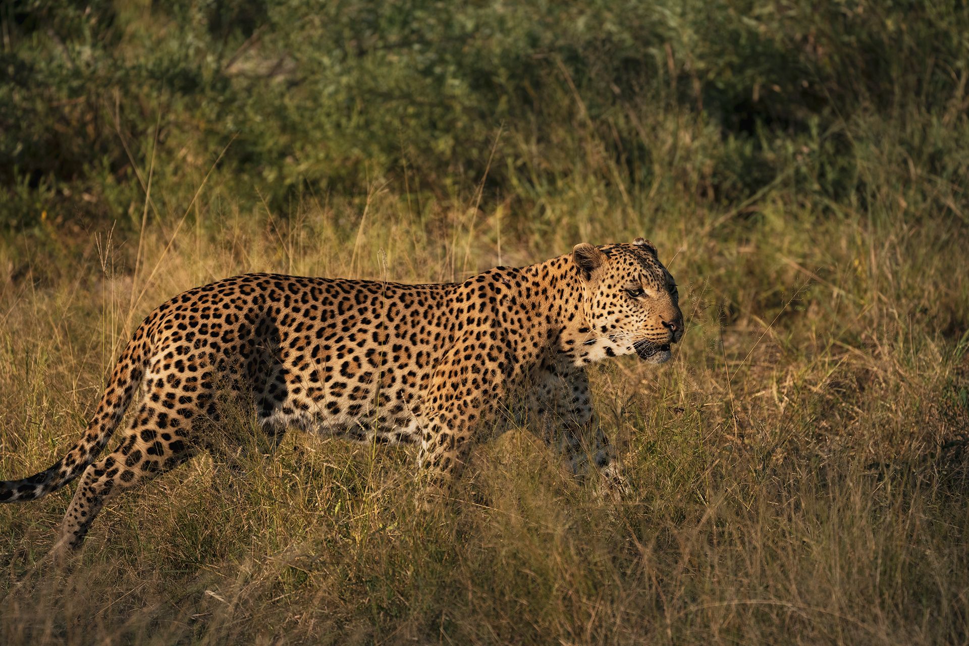 Great plains duba explorers camp leopard