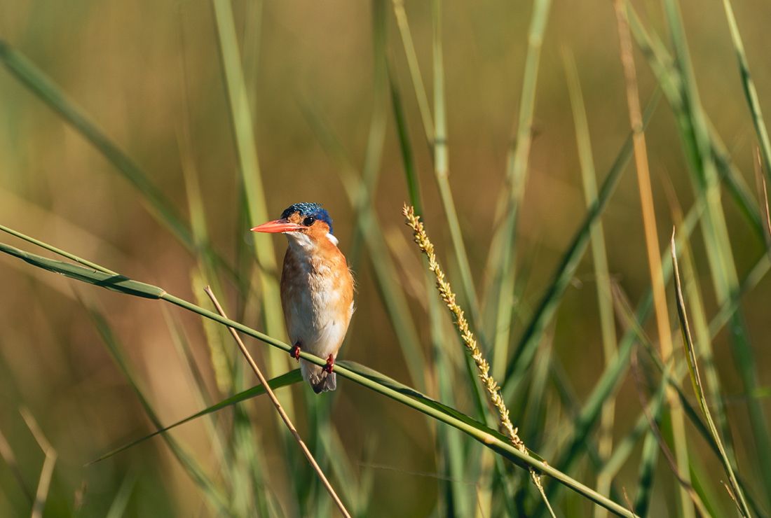Mulitpurpose 1100x740 0000 bots dukes east jemma wild l4 kingfisher1