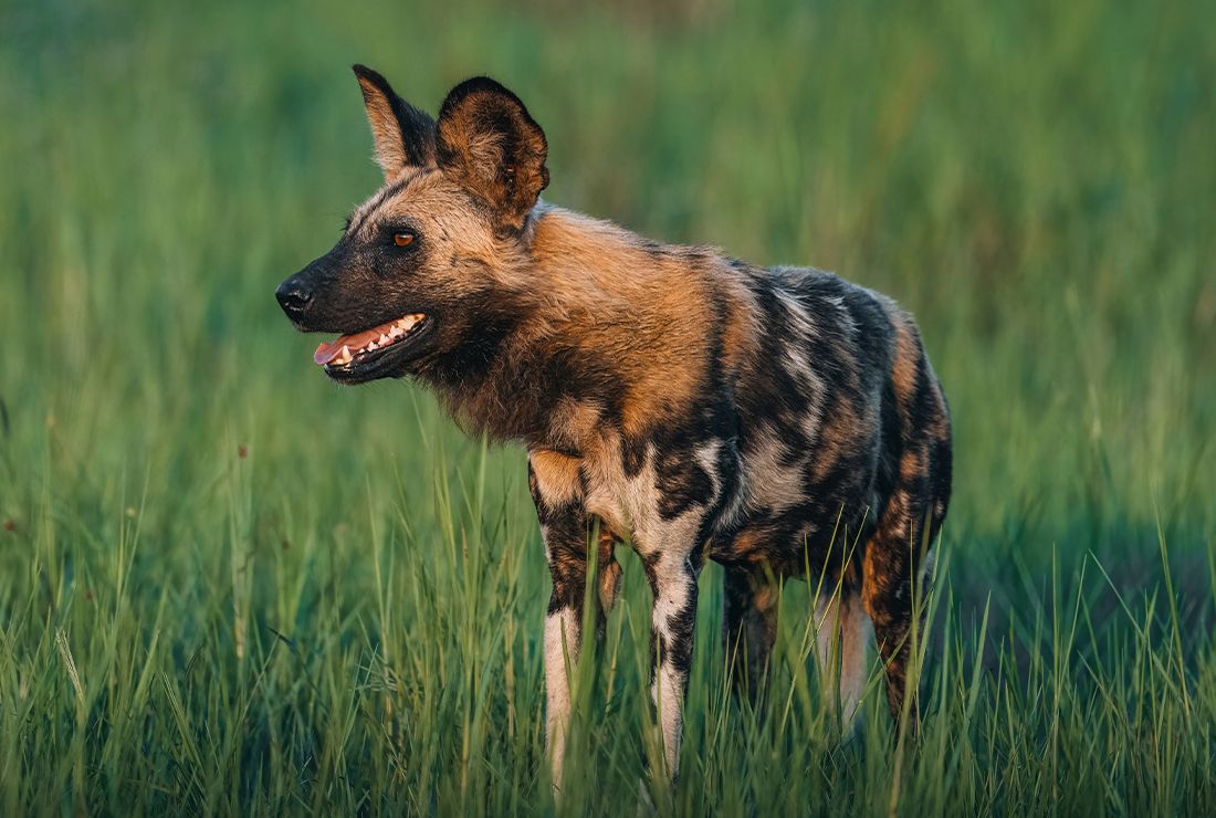 Mulitpurpose 1100x740 0005 bots dukes east jack swynnerton l2 wilddog1