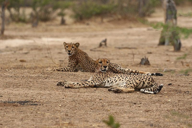 Goliath Camp en Mana Pools