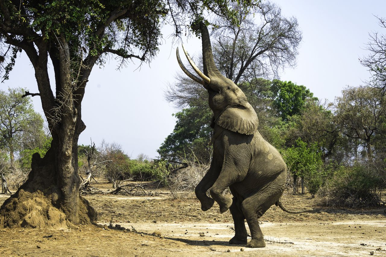 Goliath Camp en Mana Pools