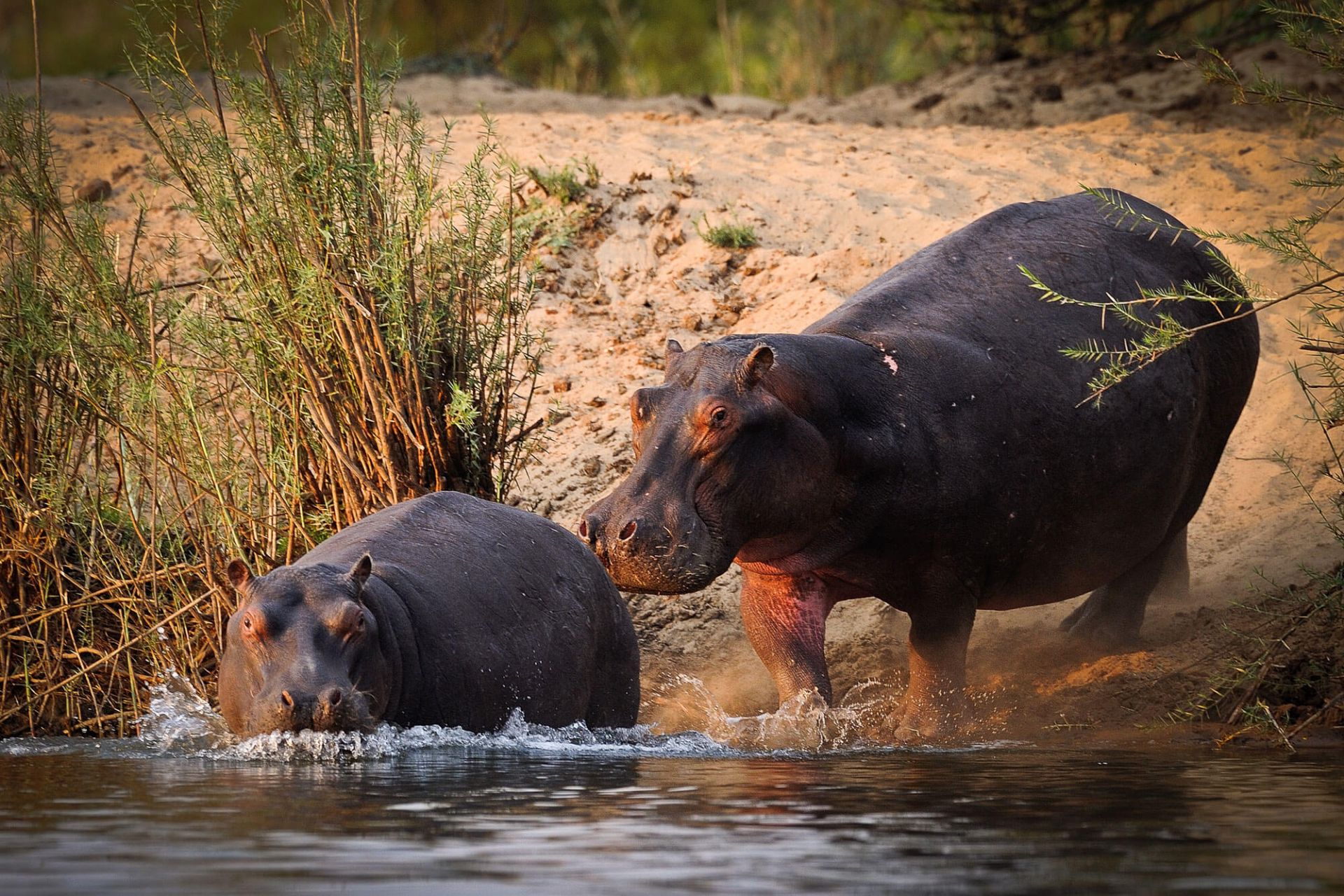 Hippo Lodge en Kafue