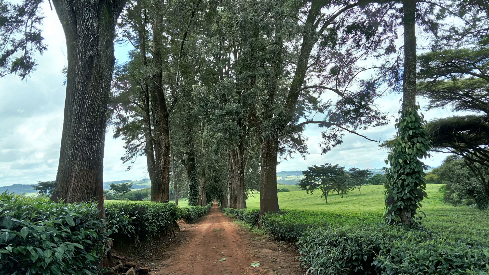 Satemwa Tea Estate | LAT.40