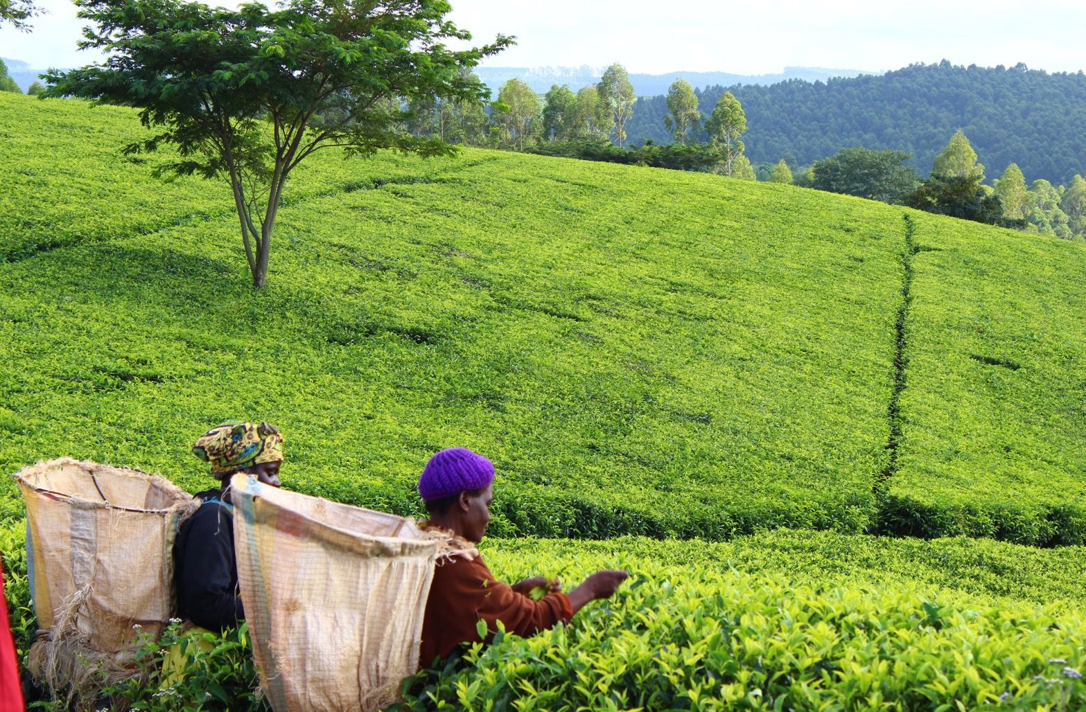 Satemwa Tea Estate | LAT.40