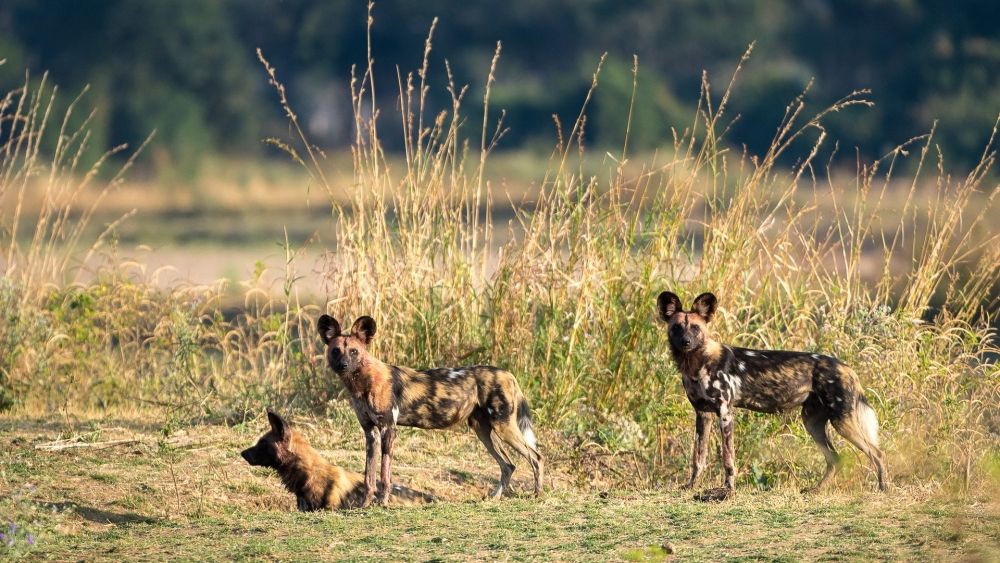John's Camp en Mana Pools