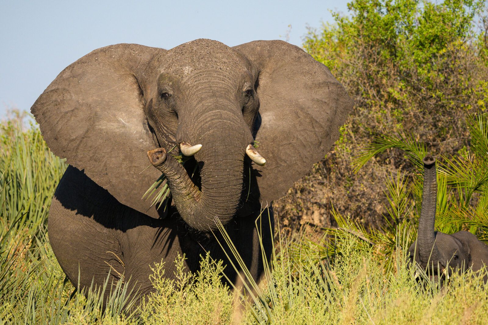Kanana sighting wildlife elephants
