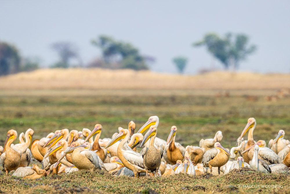 Kasonso Busanga Camp en Busanga Plains