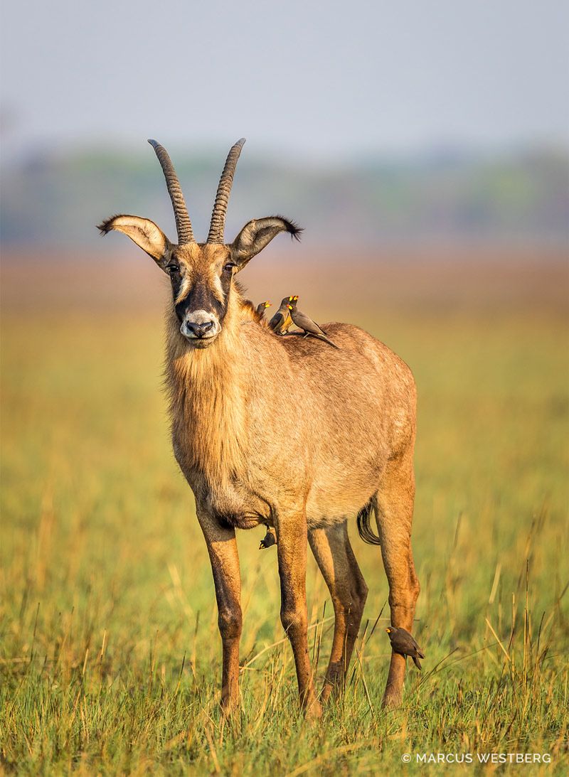 Kasonso Busanga Camp en Busanga Plains