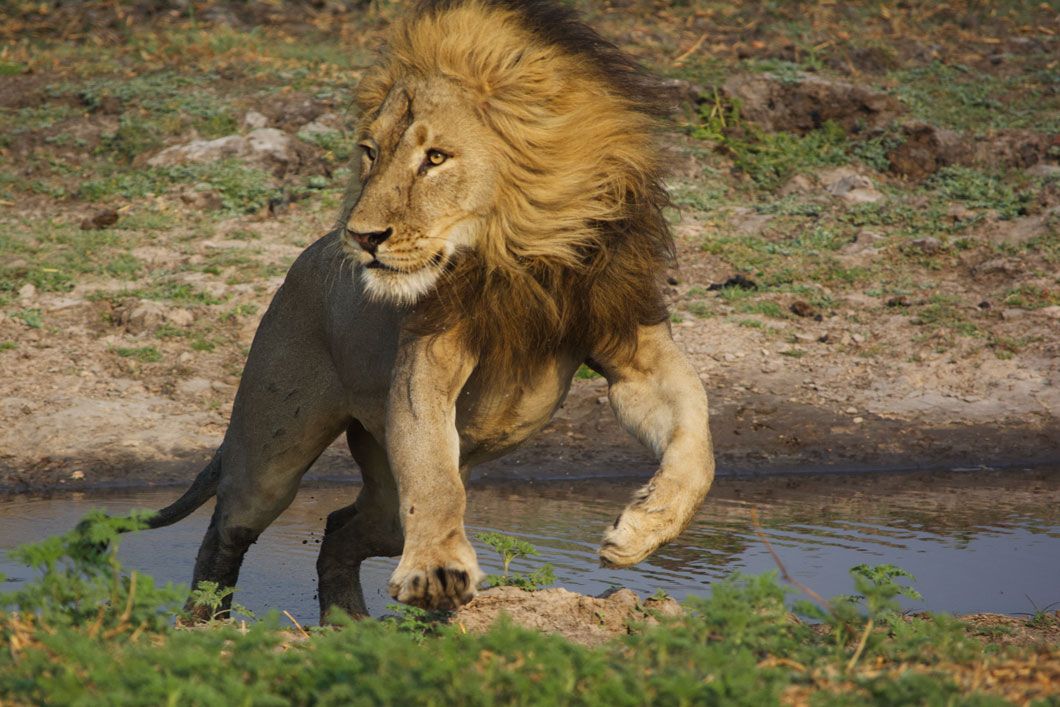 Kasonso Busanga Camp en Busanga Plains