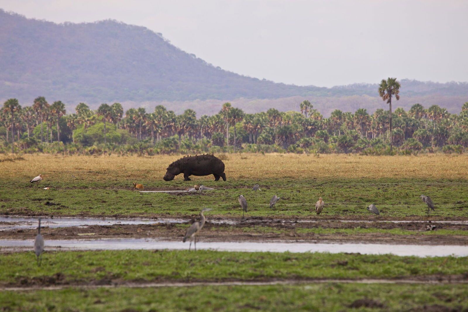 Katavi Wildlife Camp en Katavi