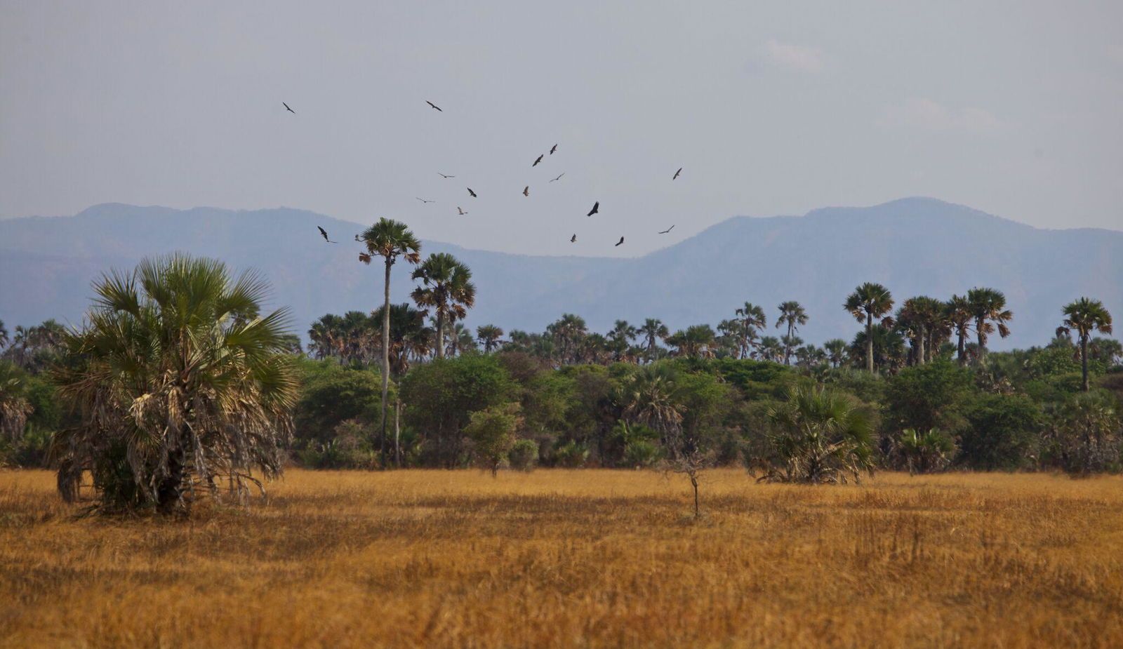 Katavi Wildlife Camp en Katavi