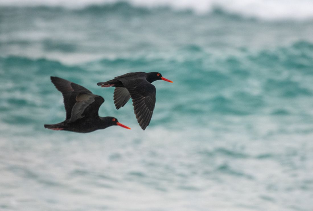 Mulitpurpose 1100x740 0003 sa lekkerwater david rogers l2 oystercatcher1