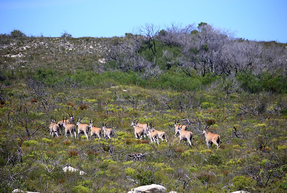 Mulitpurpose 1100x740 0006 12 lekkerwater beach lodge eland