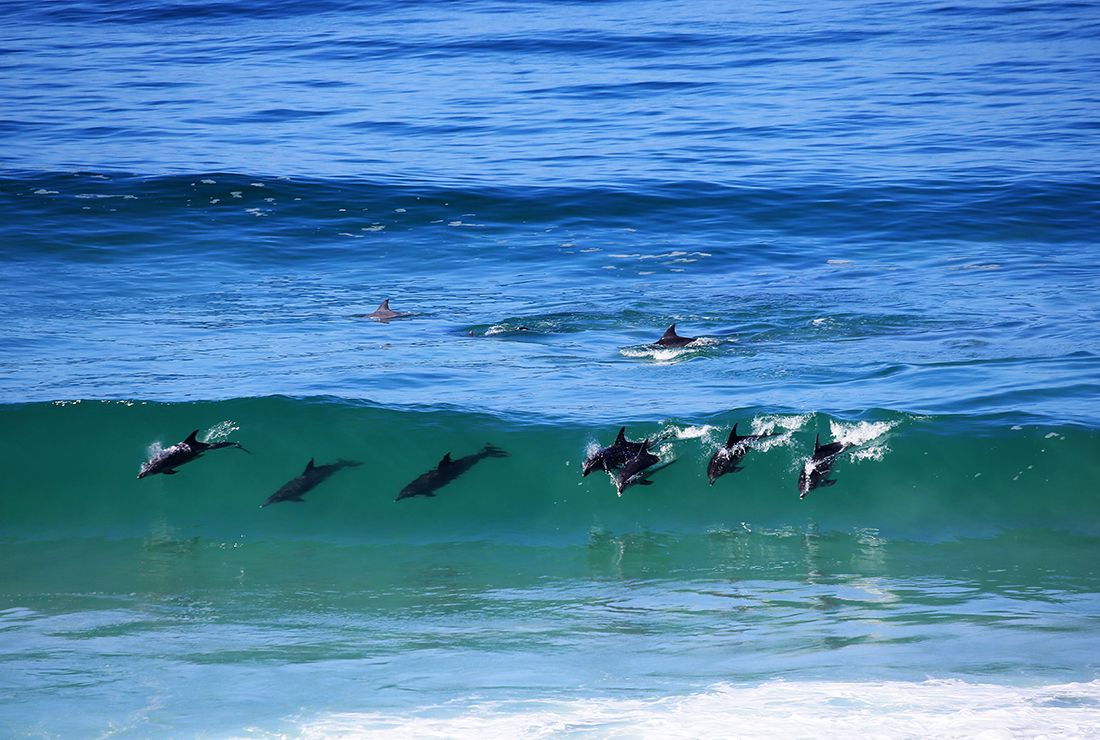 Mulitpurpose 1100x740 0009 sa lekkerwater colin bell l4 dolphin1