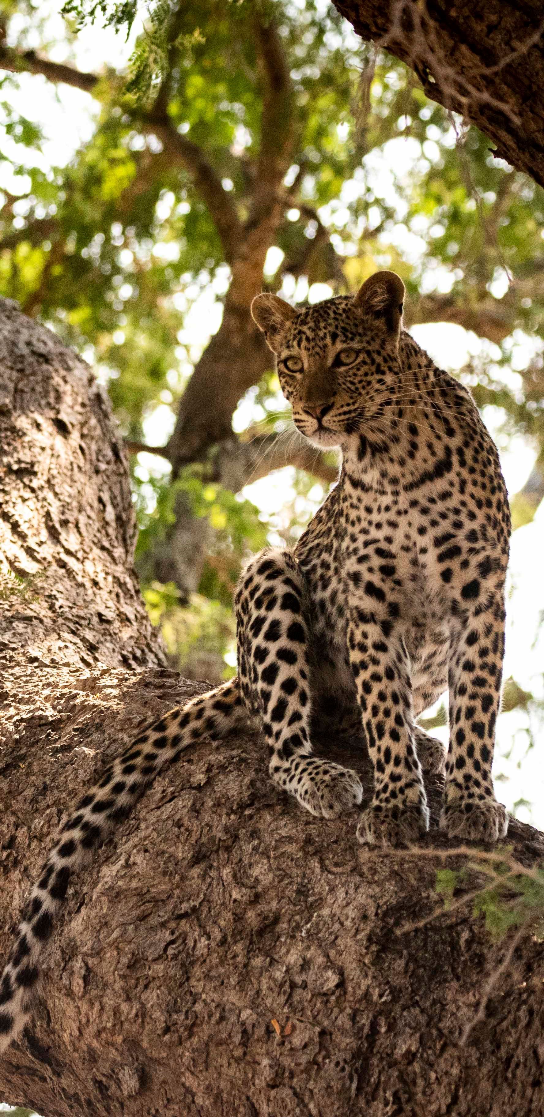 Little Ruckomechi Camp en Mana Pools