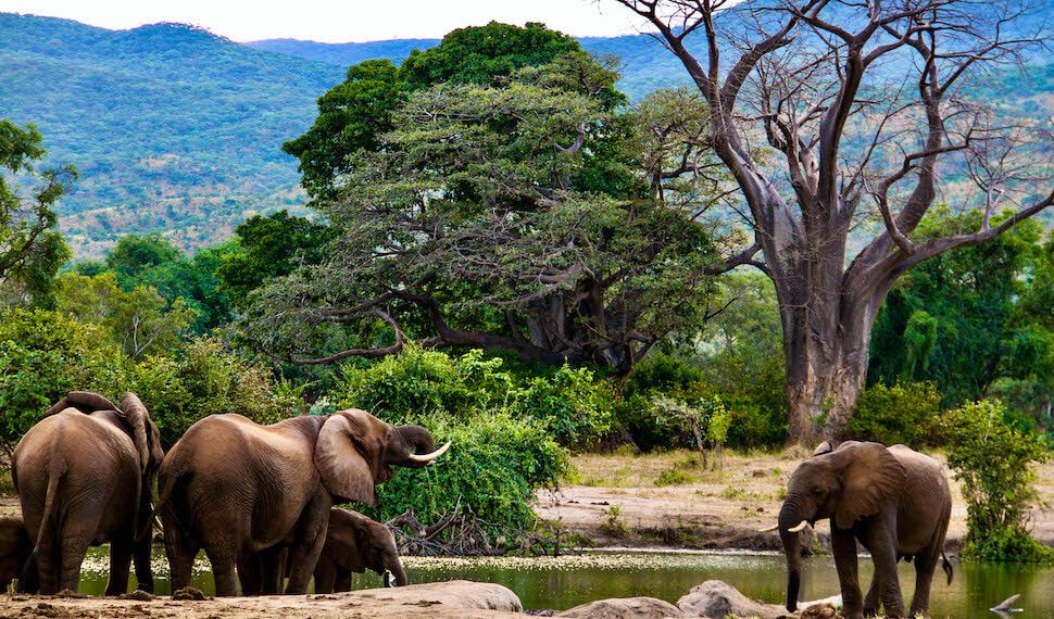 Lower zambezi lodge may 5