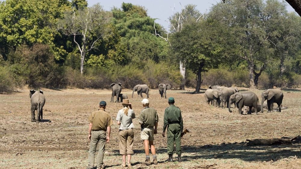 Luangwa River Camp en Luangwa Valley