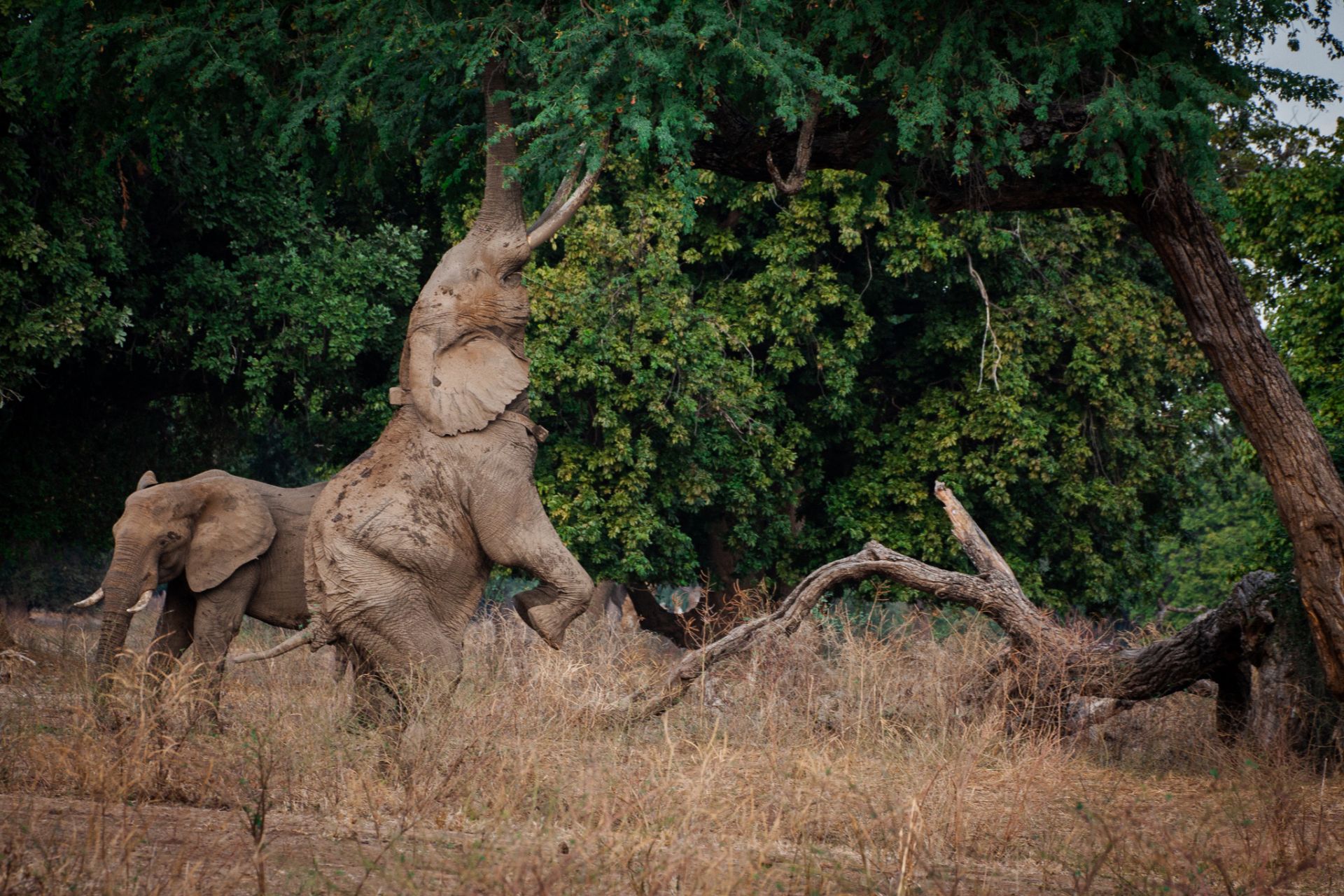 Mana River Camp en Mana Pools