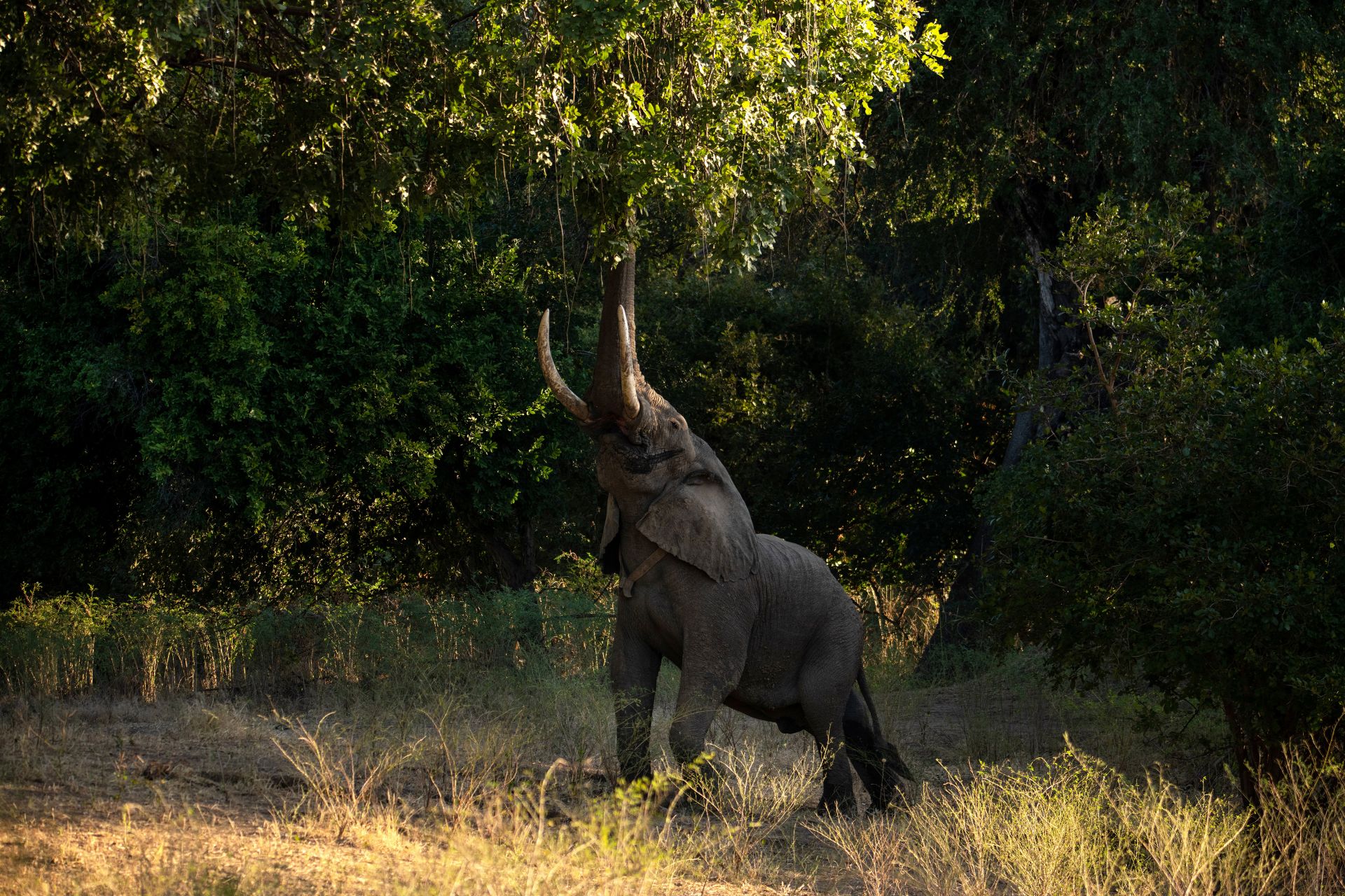 Mana River Camp en Mana Pools