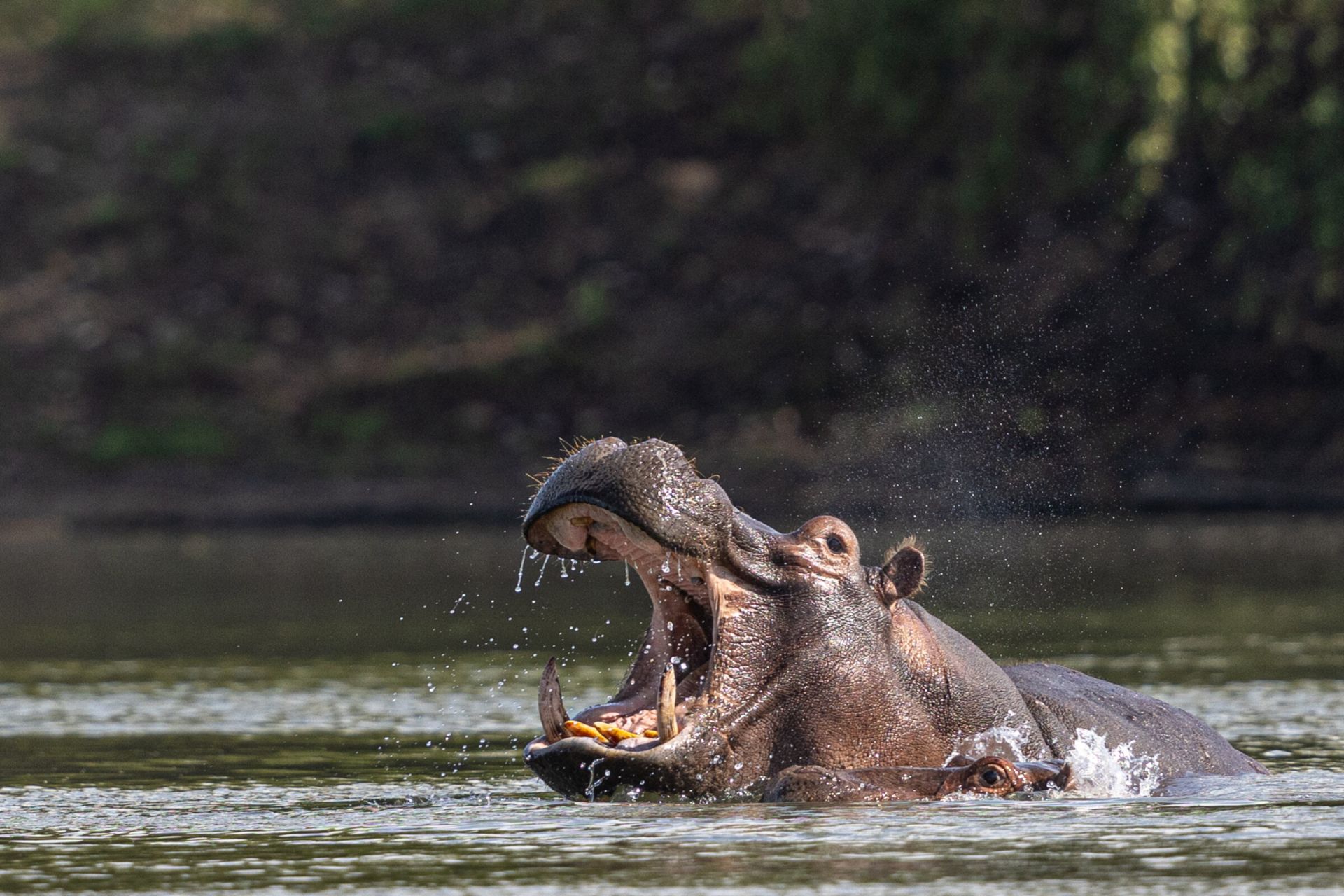 Mawimbi Bush Camp en Kafue