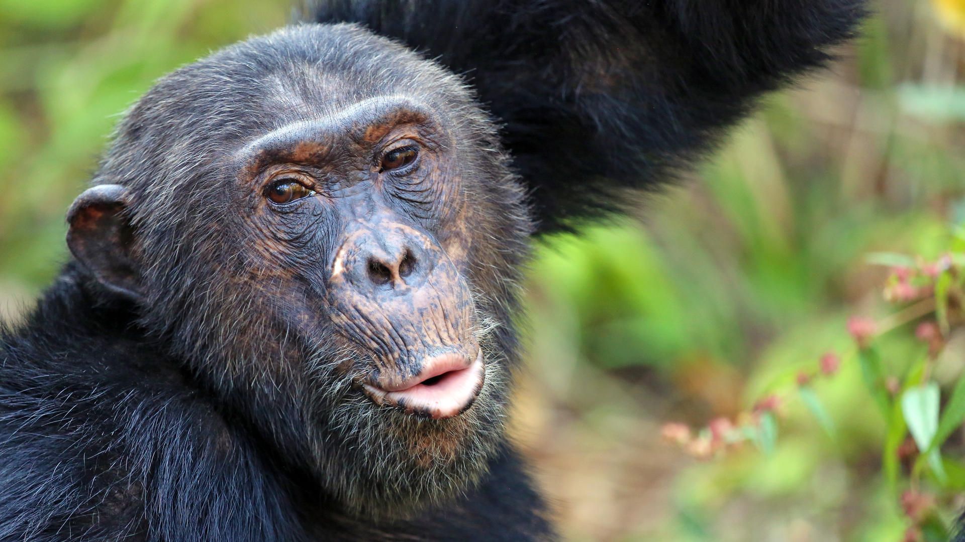 Mm mahale chimps7