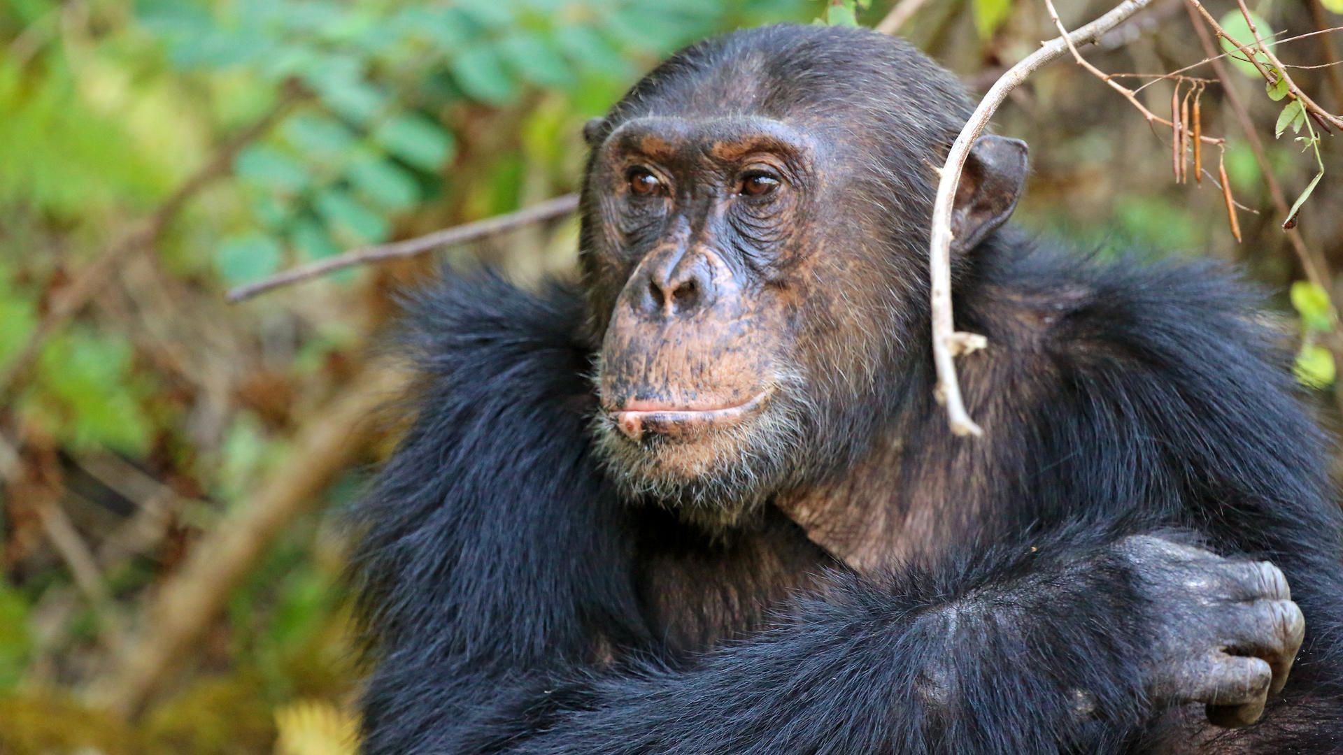 Mm mahale chimps10