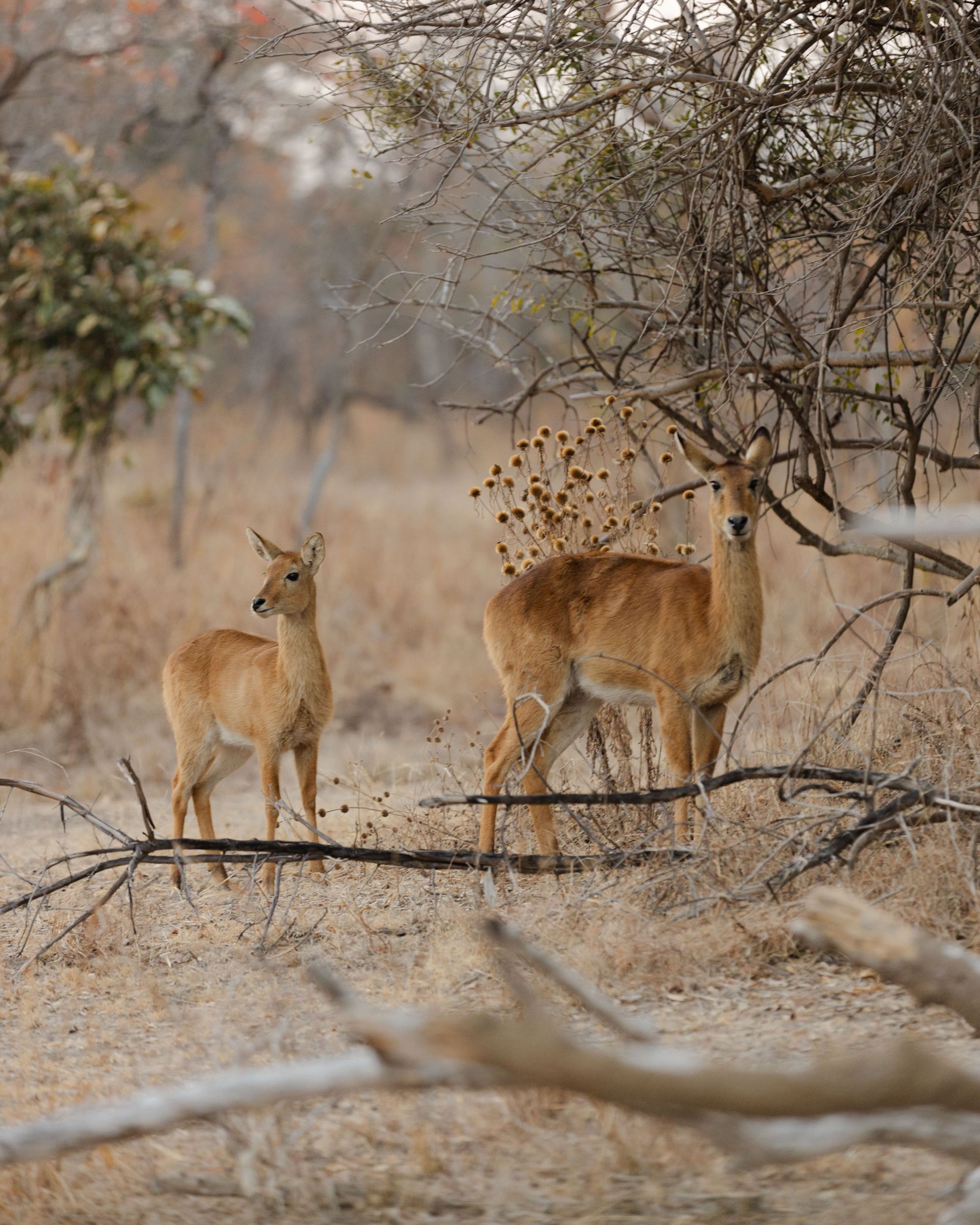 McBrides’ Camp en Kafue