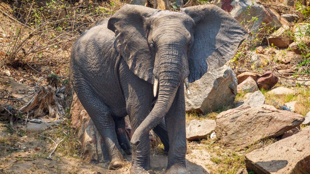 Mkulumadzi Lodge en Reserva de Vida Silvestre de Majete