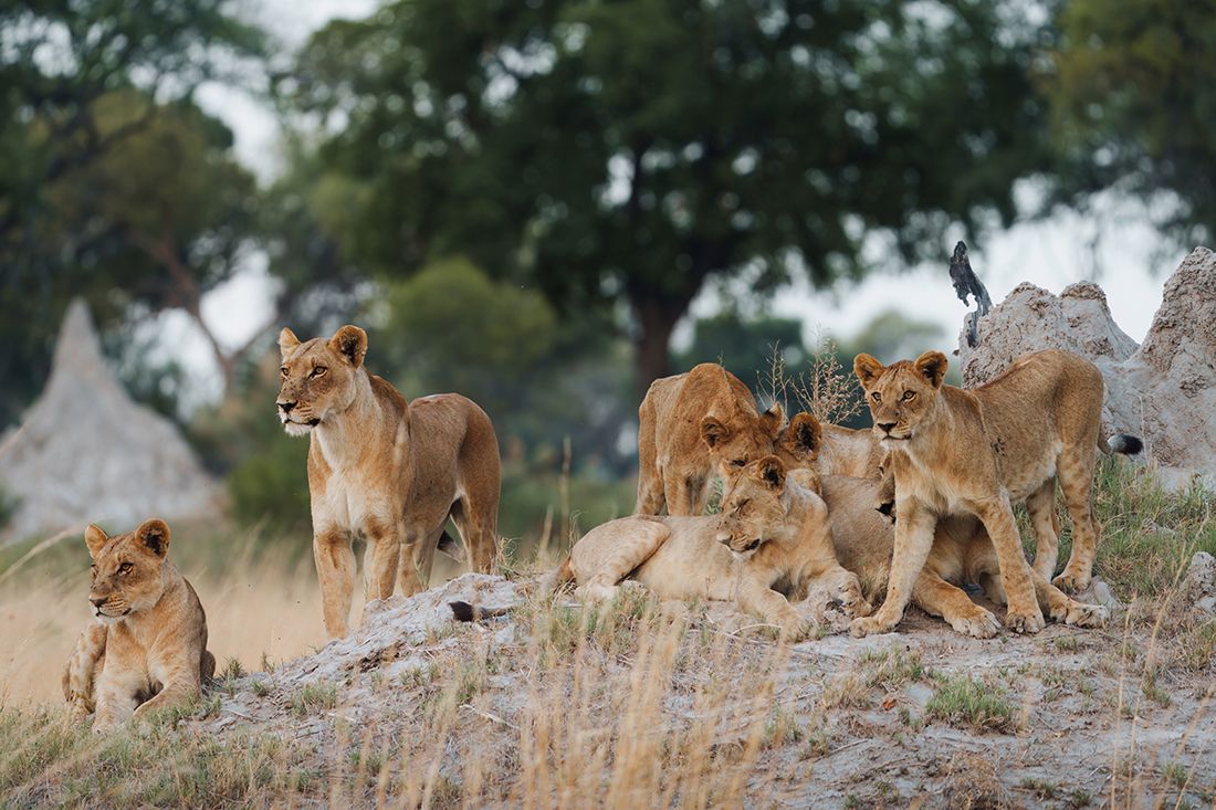 Mokolwane en Delta Okavango