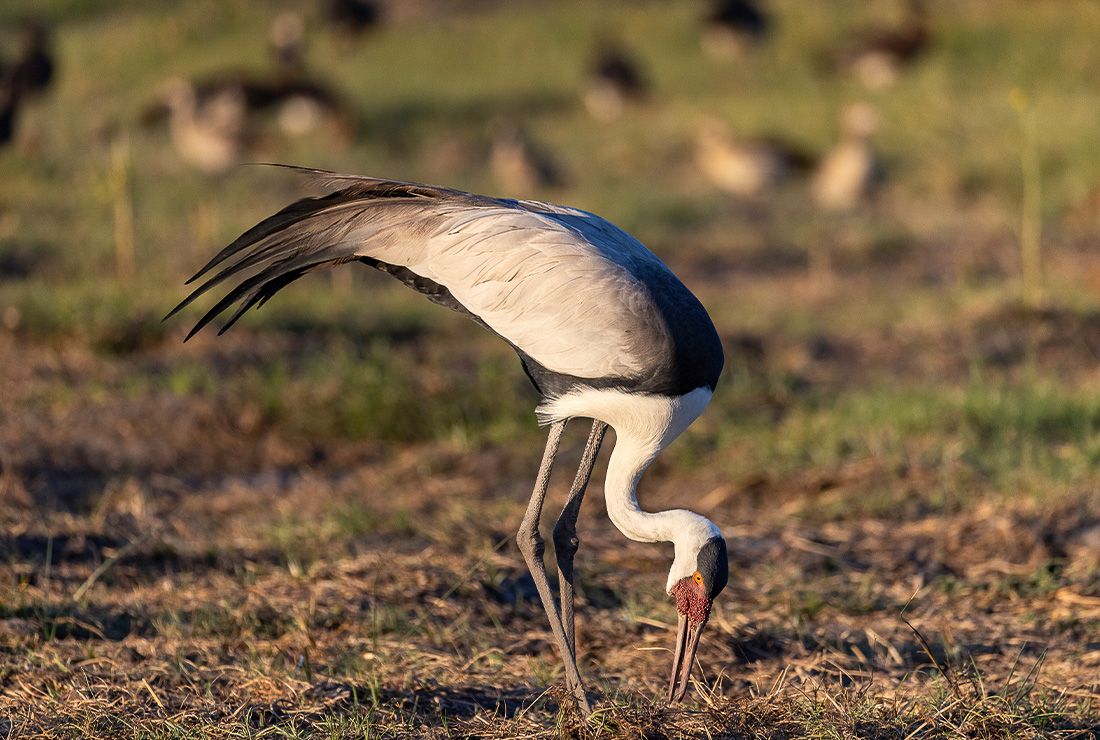 Mokolwane en Delta Okavango