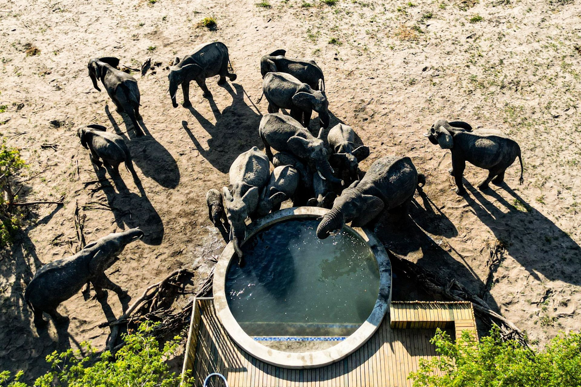 Muddy Teak en Hwange