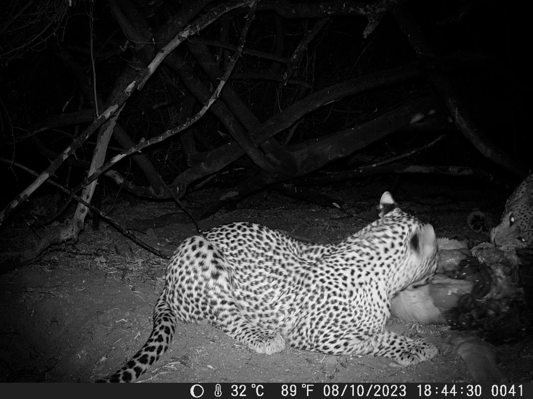 Nanzhila Plains Safari Camp en Nanzhila Plains