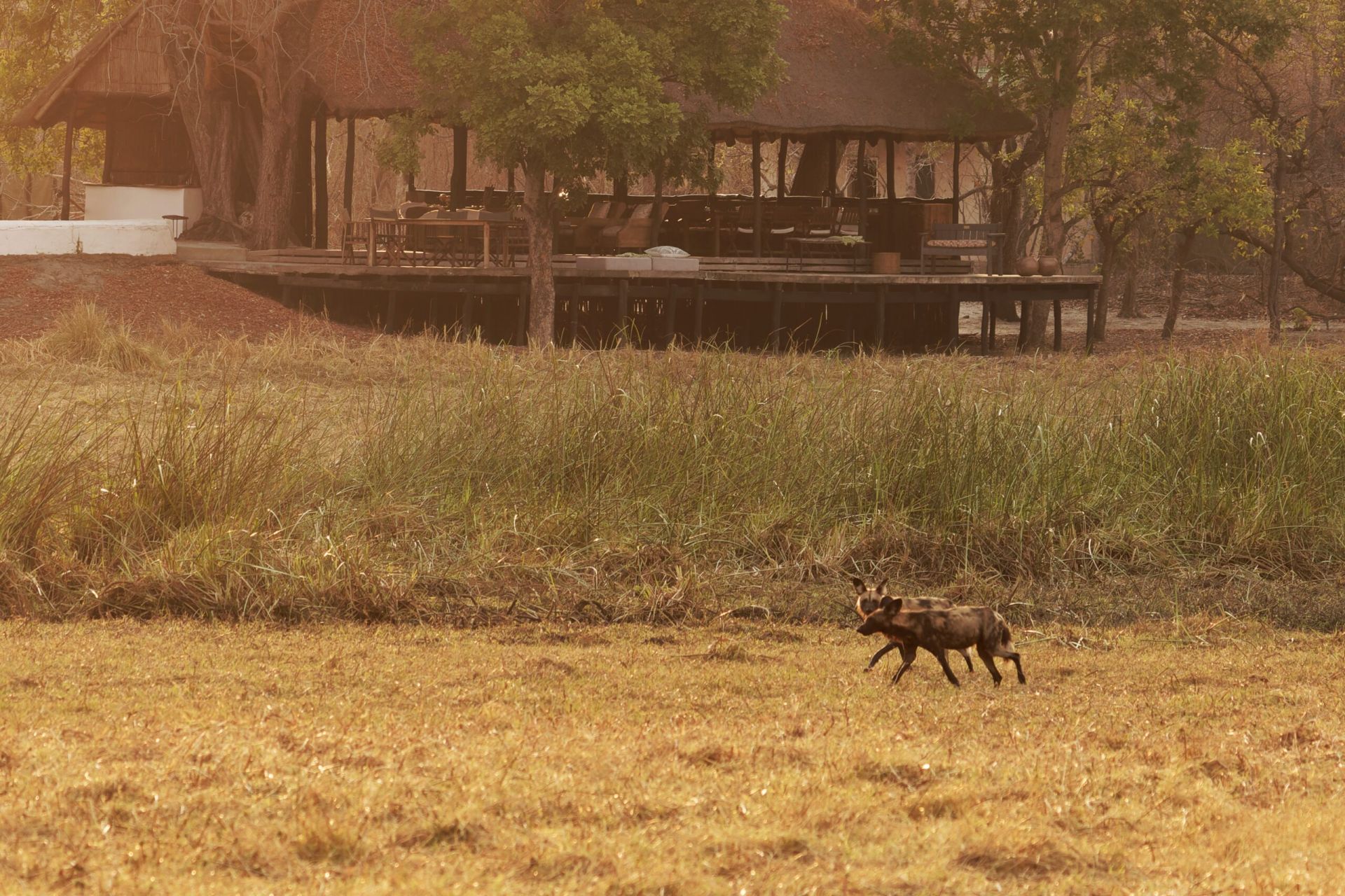 Nanzhila Plains Safari Camp en Nanzhila Plains