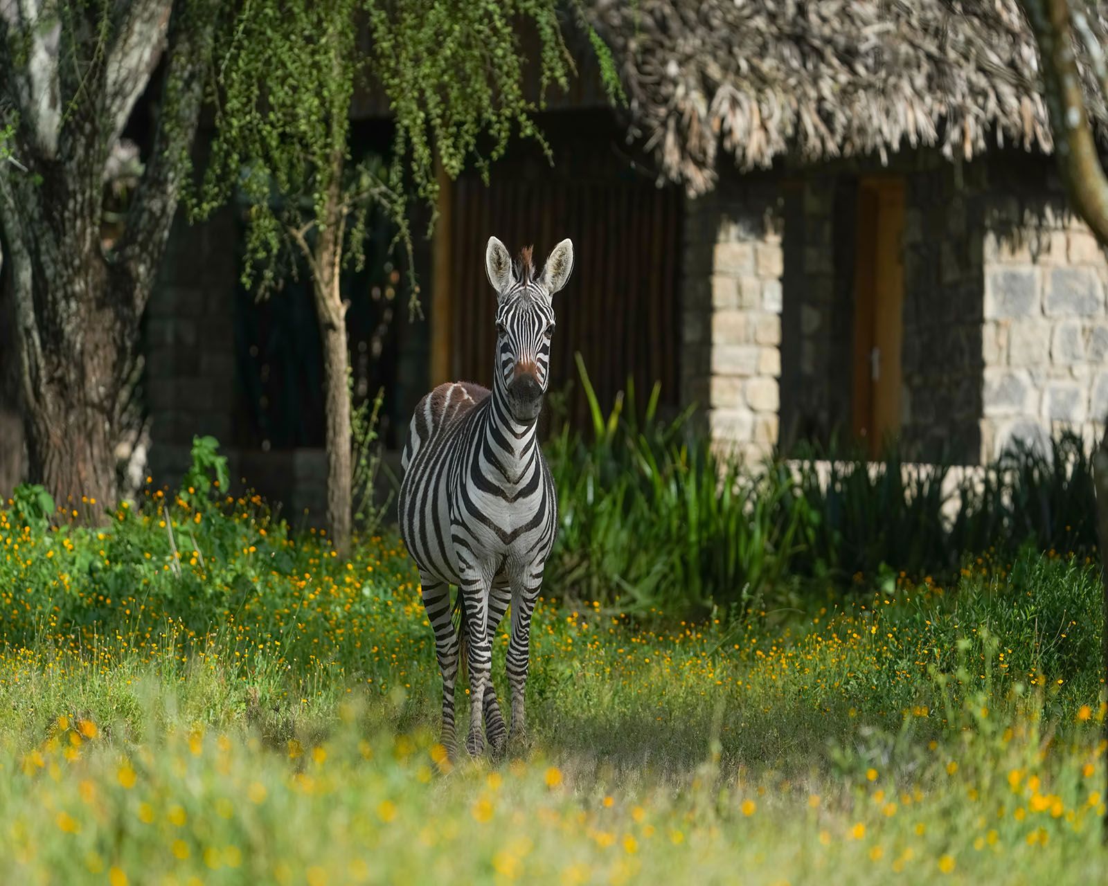 Ndutu feb 23 5 2