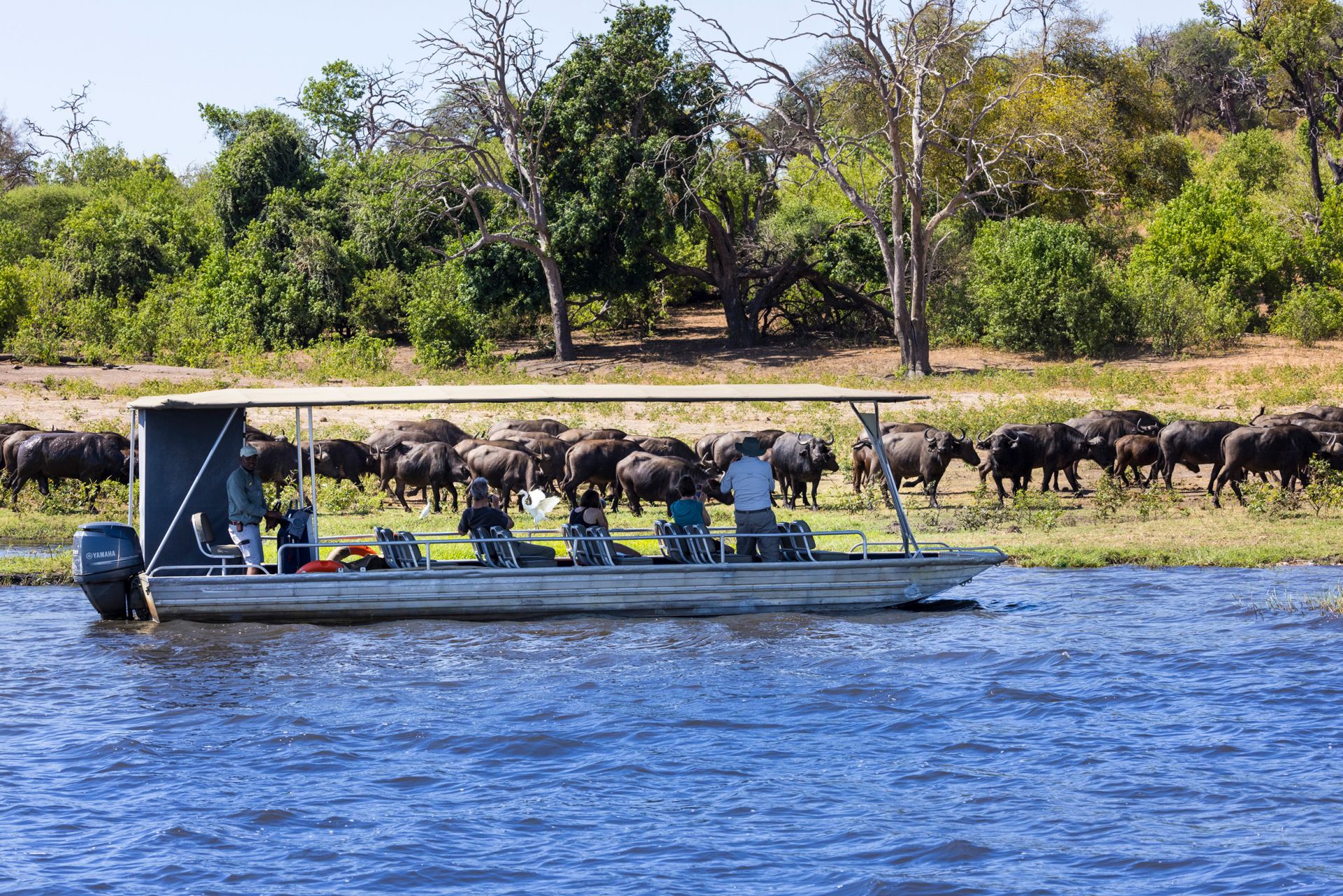 Ngoma Safari Lodge en Chobe