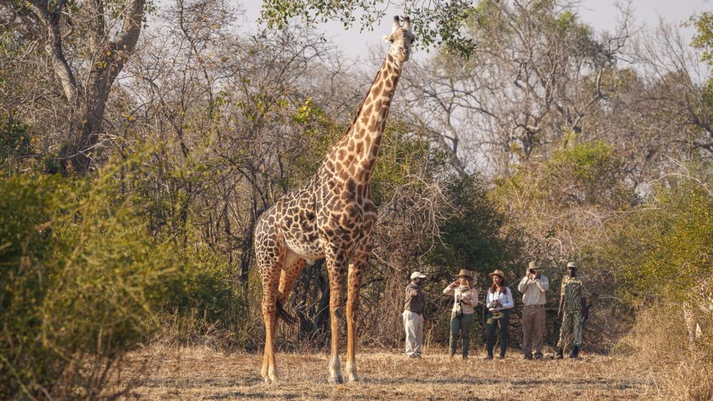Nsefu Camp en Luangwa Valley