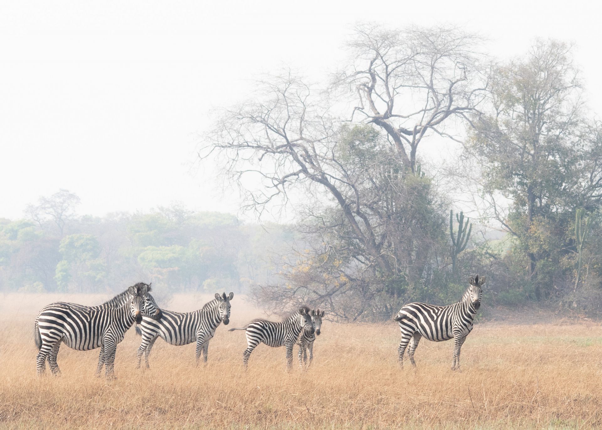 Ntemwa-Busanga Camp en Busanga Plains