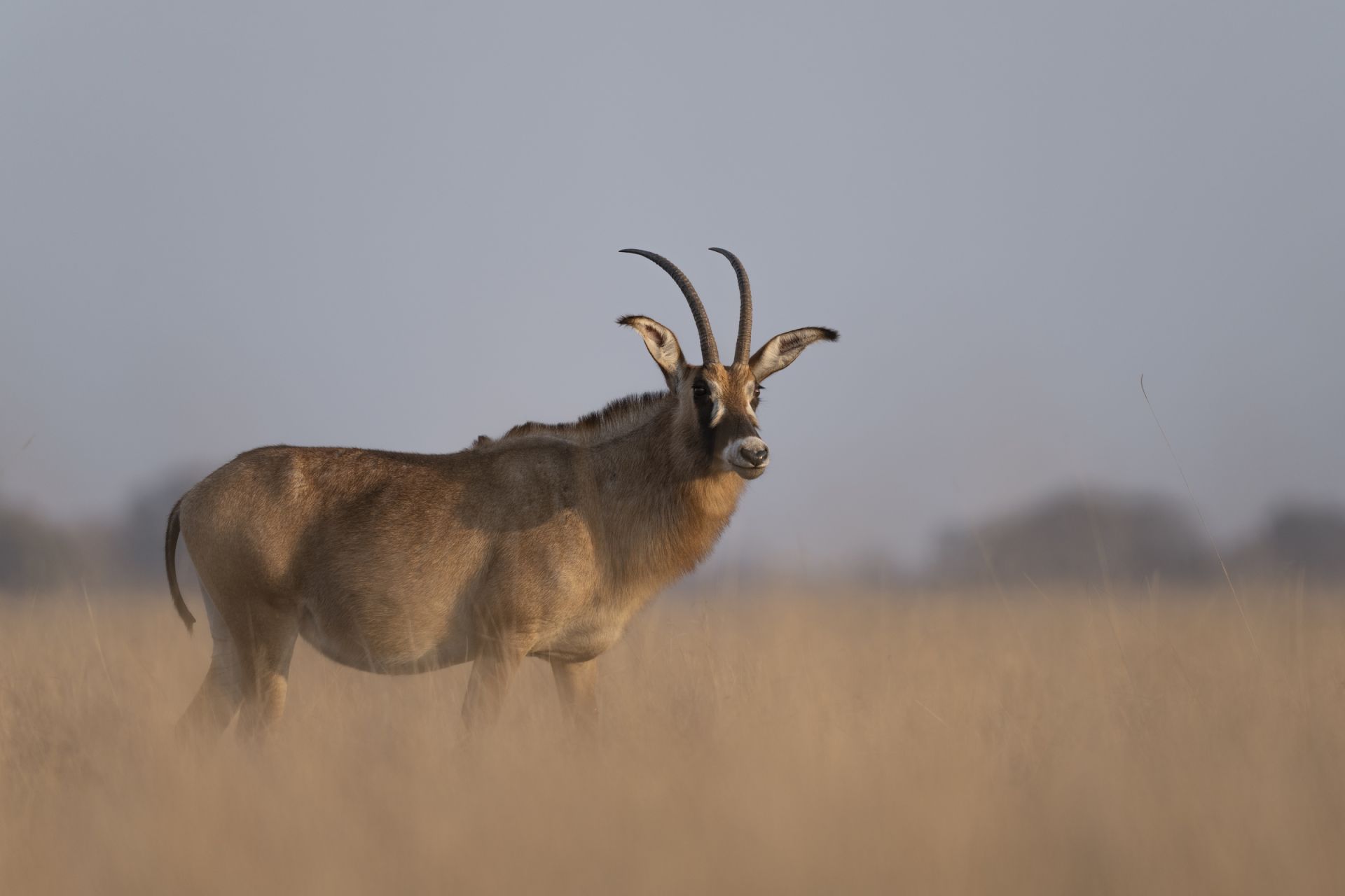 Ntemwa-Busanga Camp en Busanga Plains