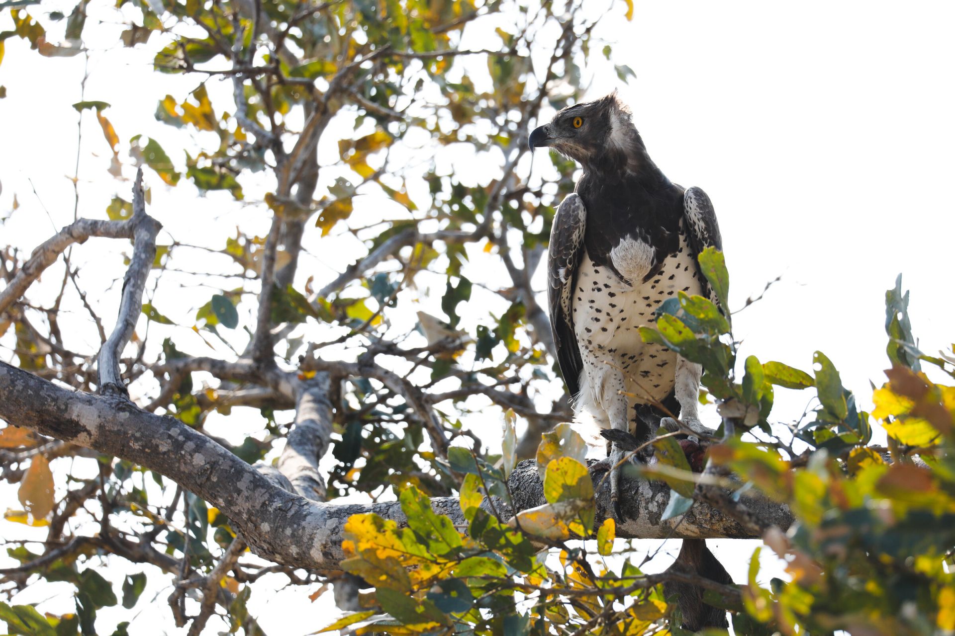 Ntemwa-Busanga Camp en Busanga Plains