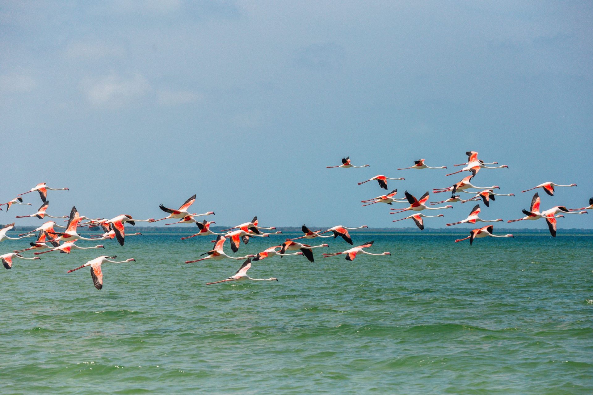 Flamingosinflight img 1