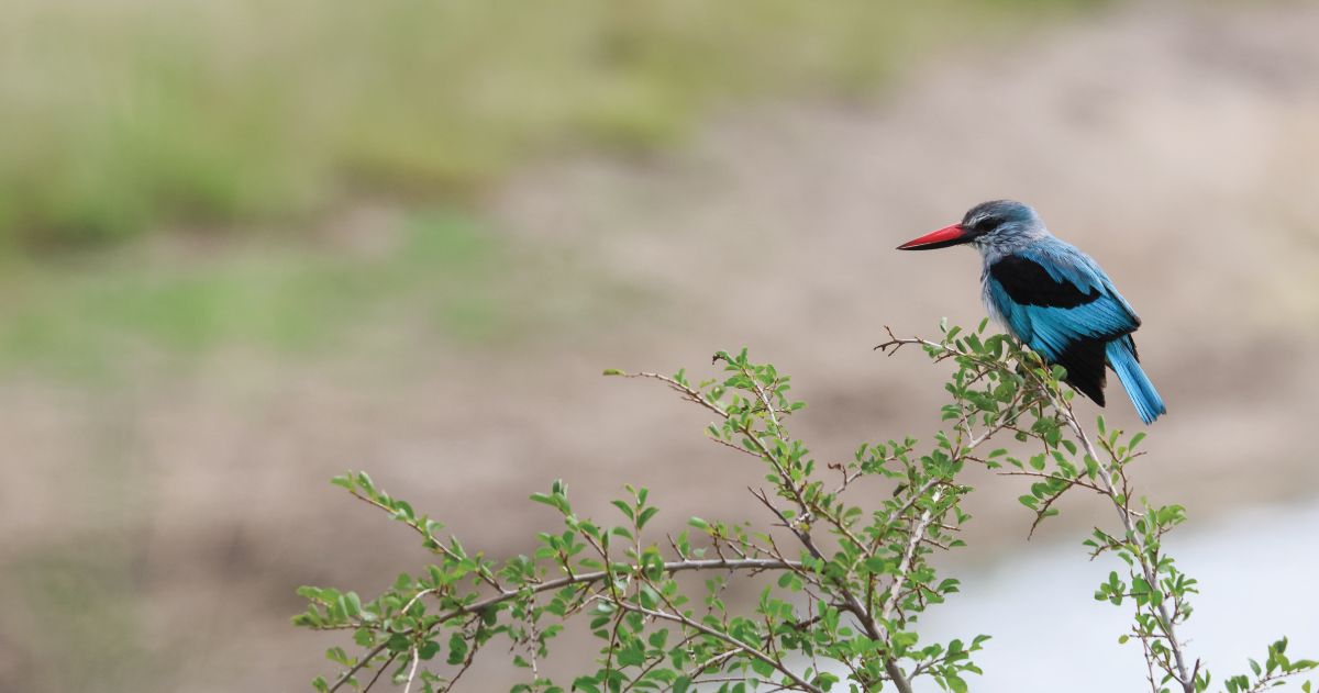 Robins Camp en Hwange