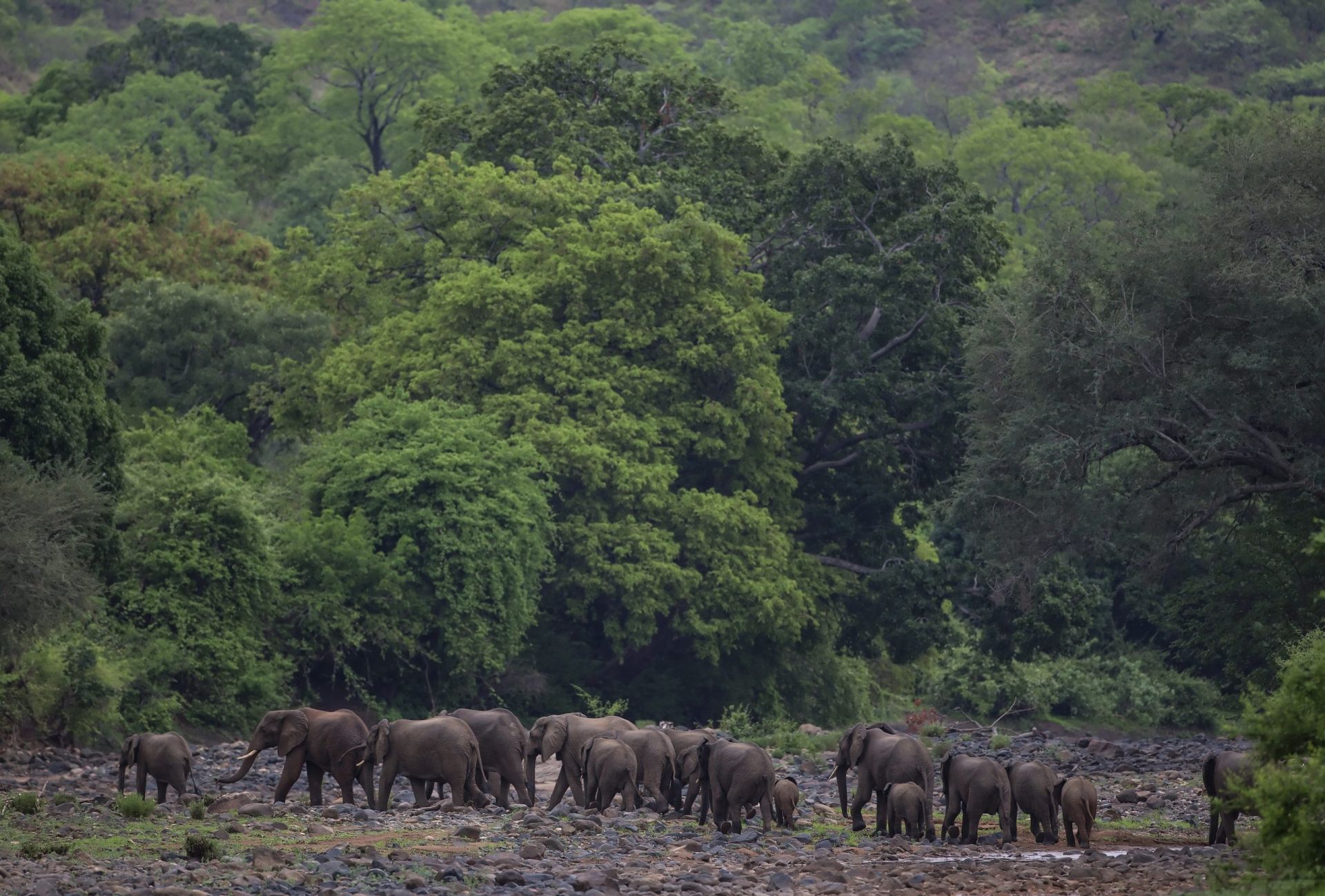Elephants crossing dry river wm24076
