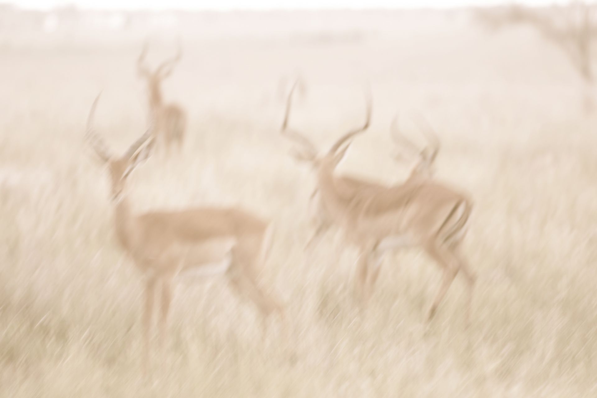 Segera Retreat en Laikipia 